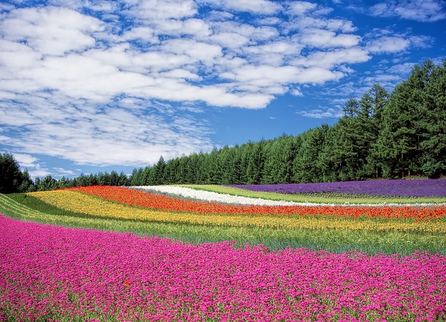 Jardin de fleurs Hokkaido